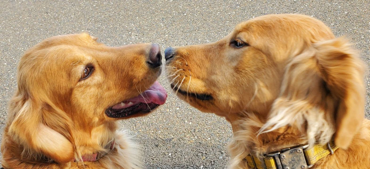 Introducing Steinman Family Golden Retrievers